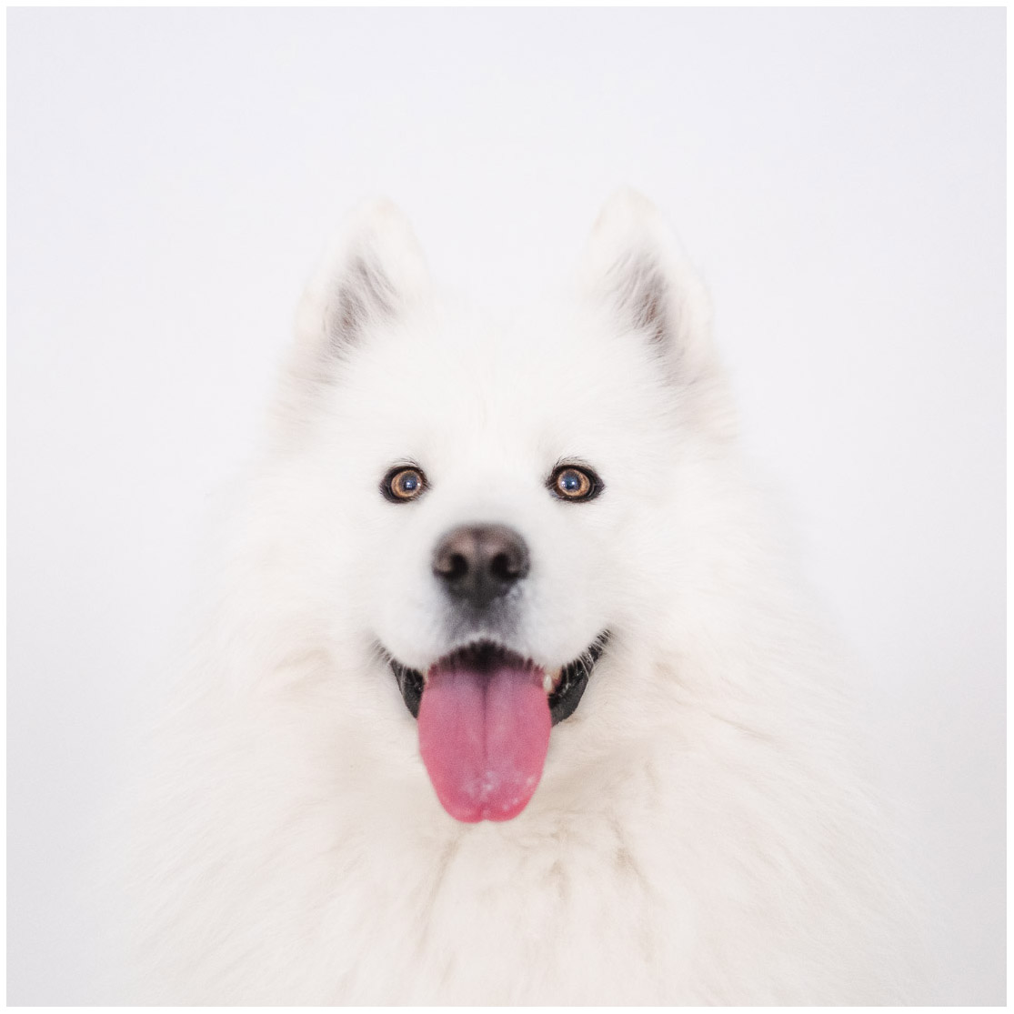 6 – photographe animaux de compagnie lille