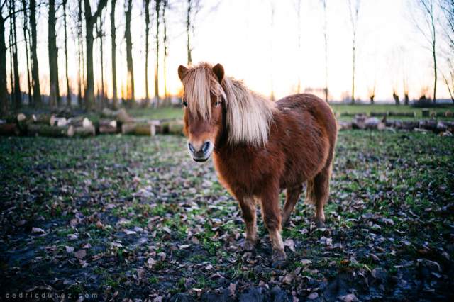 sony-alpha-7—leica-summilux-35mm-f14-asph-fle